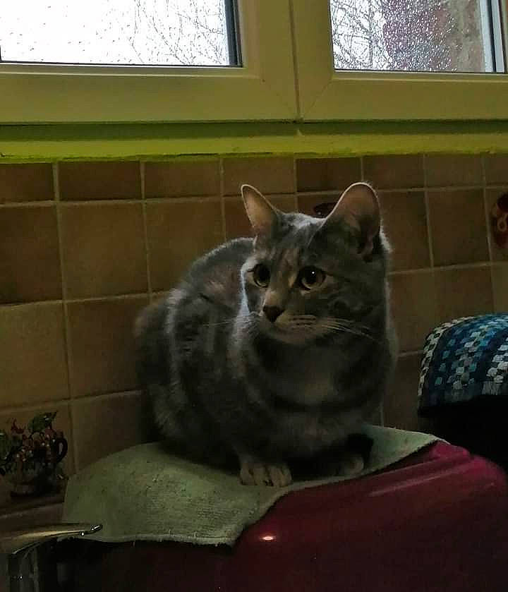 Pepita participe au concours pour gagner de l'argent avec cette photo : american_shorthair, asian, australian_mist, california_spangled, carnivore, cat, domestic_short_haired_cat, dragon_li, egyptian_mau, european_shorthair, felidae, kitten, mammal, nebelung, russian_blue, small_to_medium_sized_cats, snout, tabby_cat, vertebrate, whiskers