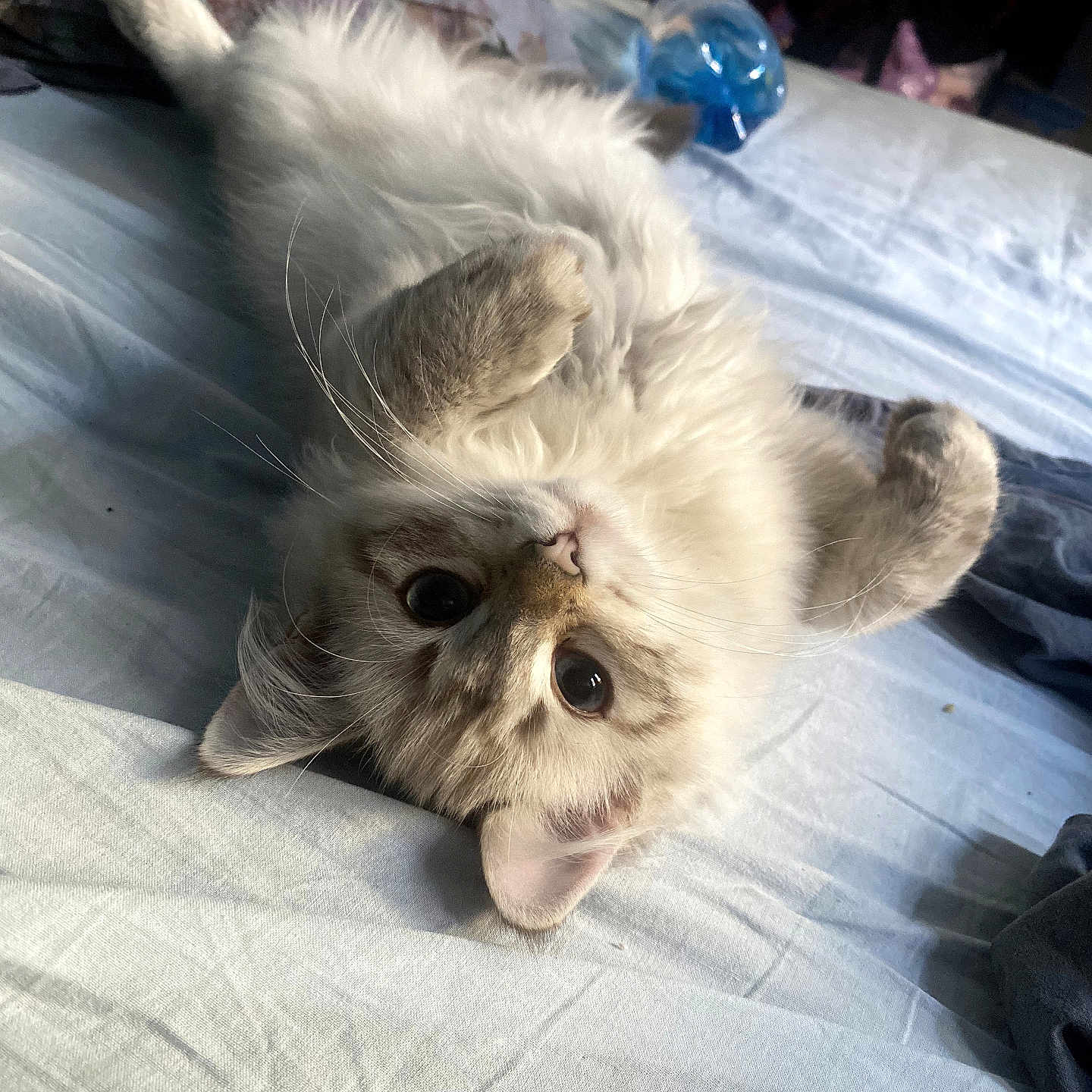 Vivi participe au concours pour gagner de l'argent avec cette photo : cat, fluffy, bed, bedding, toy, indoor, pet, cute, lying_down, whiskers, ears, fur, paws, relaxed, playful, domestic_animal, sleepy, feline, resting, closeup