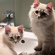 Vivi a rejoint le concours — aidez-le/la à gagner de superbes lots ! cat, kitten, sink, bathroom, feline, fur, cute, pet, animal, whiskers, ears, tail, indoor, curious, domestic, two, young, sitting, lying, closeup