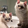 cat, kitten, sink, bathroom, feline, fur, cute, pet, animal, whiskers, ears, tail, indoor, curious, domestic, two, young, sitting, lying, closeup