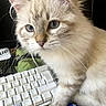 Vivi participe au concours pour gagner de l'argent avec cette photo : cat, fluffy, blue_eyes, keyboard, desk, curious, pet, indoor, close_up, whiskers, feline, computer, technology, cute, domestic_animal, tabby, paw, soft_fur, household, relaxed