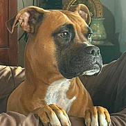 Newt is registered to the contest to win money with this photo: dog, brown_dog, boxer, pet, indoor, couch, paws, furniture, vase, wooden_cabinet, portrait, animal, looking_away, natural_light, home, face, ears, snout, muscular, guarding