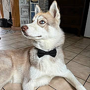 Volt participe au concours pour gagner de l'argent avec cette photo : dog, husky, bow_tie, blue_eyes, pet, indoor, floor, tile, resting, portrait, animal, canine, fur, ears, nose, muzzle, home, decor, furniture, cute