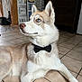 dog, husky, bow_tie, blue_eyes, pet, indoor, floor, tile, resting, portrait, animal, canine, fur, ears, nose, muzzle, home, decor, furniture, cute