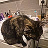 Mimine participe au concours pour gagner de l'argent avec cette photo : cat, tortoiseshell, feline, pet, animal, bathroom, counter, toiletries, toothbrush, sink, mirror, tile_wall, plug_socket, clutter, domestic, curious, indoor, fur, whiskers, ears