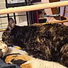 animal, bed, cat, cats, closeup, comfort, cozy, cute, domestic, feline, friendship, fur, grooming, indoor, pet, relaxing, resting, sleeping, tender_moment, two_animals