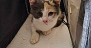 Mia a rejoint le concours — aidez-le/la à gagner de superbes lots ! kitten, cat, calico, pet_carrier, mesh, blanket, indoor, animal, cute, feline, resting, young, soft, cozy, comfort, face, paw, pet, small, fur