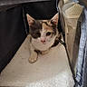 animal, blanket, calico, cat, comfort, cozy, cute, face, feline, fur, indoor, kitten, mesh, paw, pet, pet_carrier, resting, small, soft, young