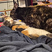 Mia participe au concours pour gagner de l'argent avec cette photo : animal, bed, blanket, calico_cat, cat, cats, comfort, cozy, cute, domestic_animal, feline, fur, grooming, indoor, pet, relaxing, resting, sleepy, snuggling, tortoiseshell_cat