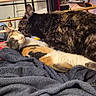 animal, bed, blanket, calico_cat, cat, cats, comfort, cozy, cute, domestic_animal, feline, fur, grooming, indoor, pet, relaxing, resting, sleepy, snuggling, tortoiseshell_cat