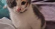 Mia a rejoint le concours — aidez-le/la à gagner de superbes lots ! animal, bed, blanket, cat, cozy, cute, domestic, ears, eyes, feline, fur, indoor, kitten, looking, pet, resting, small, soft, whiskers, young