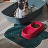 Mia participe au concours pour gagner de l'argent avec cette photo : kitten, cat, litter_box, pet_food, food_bowl, floor, indoor, calico, animal, pet, mat, gray, red, curious, small, young, cute, domestic, tile_floor, container