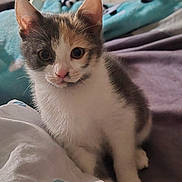 Mia participe au concours pour gagner de l'argent avec cette photo : kitten, cat, pet, animal, feline, cute, indoor, bed, blanket, fur, whiskers, ears, eyes, nose, paw, soft, tri_color, young, domestic, cozy