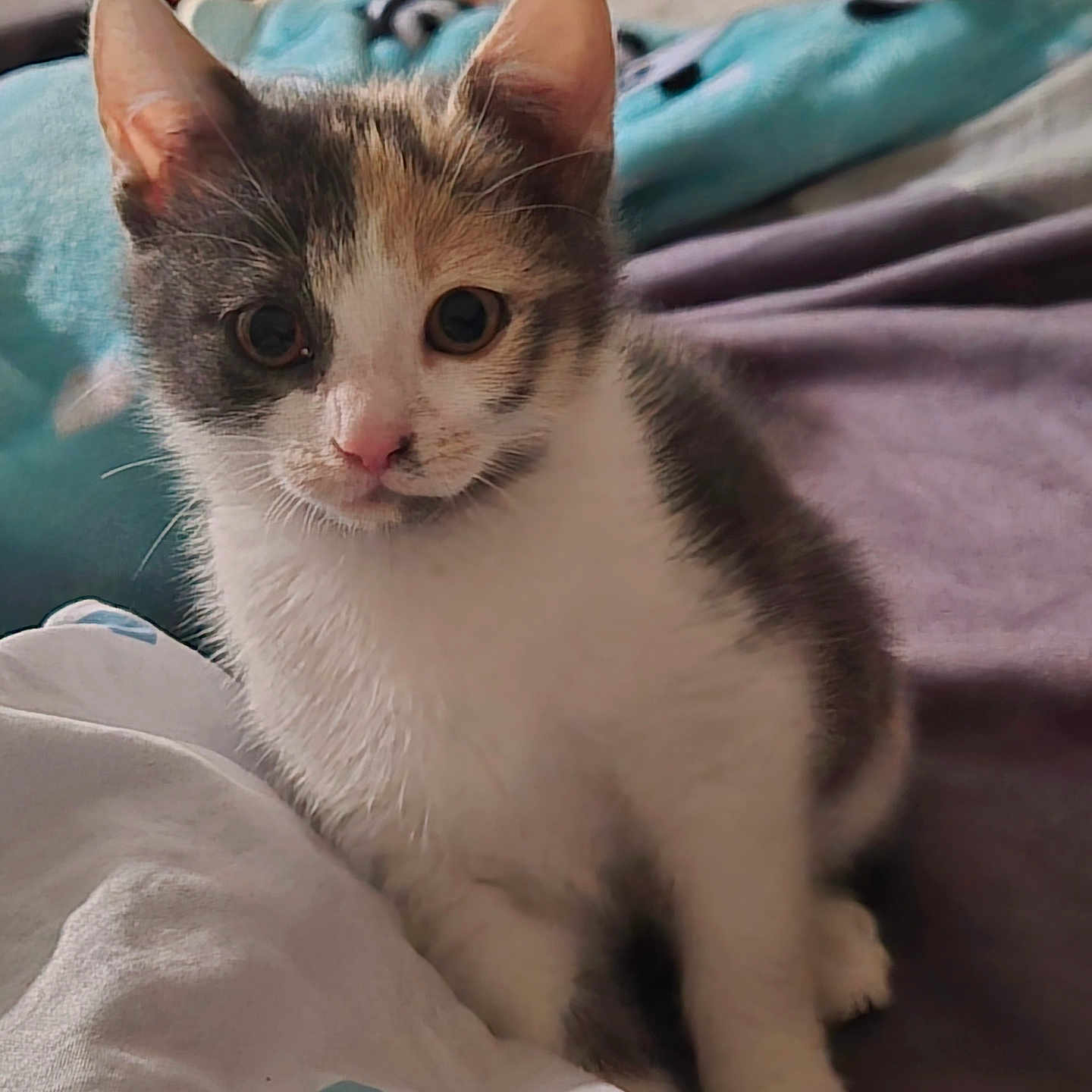 Mia participe au concours pour gagner de l'argent avec cette photo : kitten, cat, pet, animal, feline, cute, indoor, bed, blanket, fur, whiskers, ears, eyes, nose, paw, soft, tri_color, young, domestic, cozy