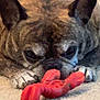 Jaxxon joined the competition — help win amazing prizes! dog, brindle, carpet, toy, red_toy, pet, animal, lying_down, indoor, close_up, paw, ears, snout, playful, relaxed, looking, nose, front_view, domestic, companion