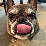 Jaxxon is registered to the contest to win money with this photo: dog, french_bulldog, tongue, close_up, pet, animal, indoor, carpet, brown_fur, ears, cute, playful, snout, whiskers, nose, eyes, paw, face, companion, domestic