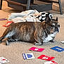 Jaxxon joined the competition — help win amazing prizes! dog, french_bulldog, carpet, blanket, flashcards, indoor, brown, brindle, pet, animal, resting, educational, toy, cozy, floor, curious, ears, lying_down, home, relaxed