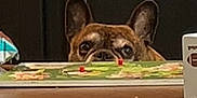 Jaxxon is registered to the contest to win money with this photo: dog, french_bulldog, table, board_game, ears, brown_dog, indoor, curious, peeking, pet, animal, playing, wooden_table, game_pieces, closeup, eyes, ears_up, looking, household, waiting