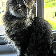 Misty is registered to the contest to win money with this photo: animal, cat, cozy, curious, cute, daylight, domestic, feline, fluffy, fur, indoor, light, looking_up, pet, portrait, sitting, tabby, whiskers, window, windowsill