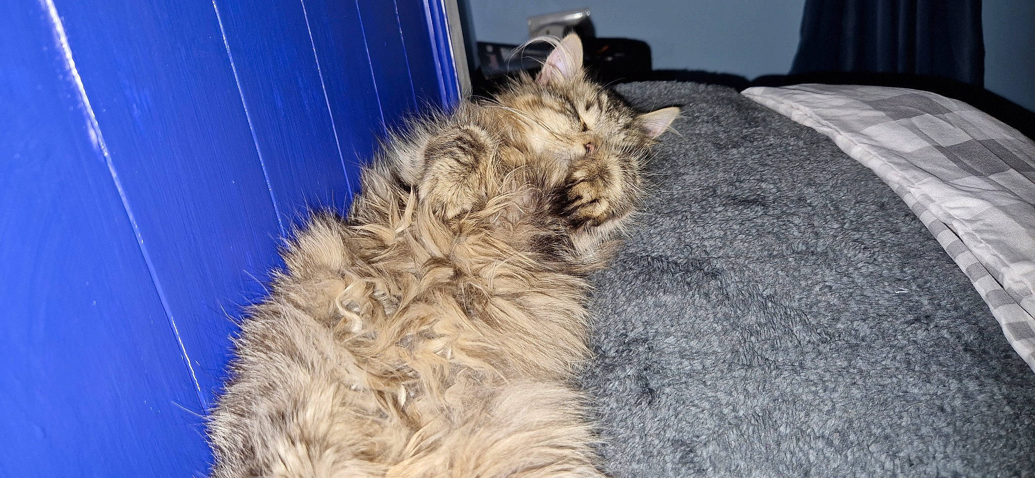Misty joined the competition — help win amazing prizes! canidae, carnivore, cat, claw, comfort, dog_breed, domestic_short_haired_cat, electric_blue, fawn, felidae, fur, paw, small_to_medium_sized_cats, snout, tail, terrier, whiskers