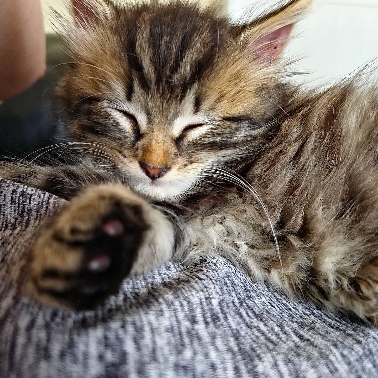 Misty is registered to the contest to win money with this photo: carnivore, cat, claw, comfort, domestic_short_haired_cat, felidae, fur, nap, paw, sleep, small_to_medium_sized_cats, snout, tail, terrestrial_animal, whiskers, wildlife, wood