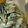 Misty is registered to the contest to win money with this photo: animal, background_blur, cat, close_up, cute, domestic_cat, ears, eyes, feline, fluffy, fur, indoor, looking_down, mammal, nose, pet, portrait, soft_focus, tabby_cat, whiskers