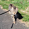 Milo joined the competition — help win amazing prizes! animal, blue_sky, cat, curious, daytime, exploring, focus, grass, leash, nature, outdoors, path, pet, shadow, sidewalk, spring, sunlight, tabby, trees, walking