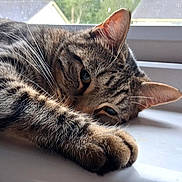 Milo is registered to the contest to win money with this photo: animal, cat, closeup, ears, feline, fur, household, indoor, natural_light, paw, pet, plastic_container, relaxed, resting, sleepy, striped, tabby_cat, whiskers, window, windowsill