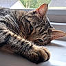 animal, cat, closeup, ears, feline, fur, household, indoor, natural_light, paw, pet, plastic_container, relaxed, resting, sleepy, striped, tabby_cat, whiskers, window, windowsill