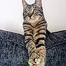 Milo joined the competition — help win amazing prizes! alert, animal, background, cat, claws, couch, crossed_paws, domestic, ears, feline, fur, indoor, paws, pet, portrait, resting, sitting, striped, tabby, whiskers