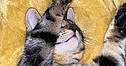 Milo joined the competition — help win amazing prizes! animal, blanket, cat, closeup, cozy, cute, ears, feline, fur, indoor, mammal, paws, pet, relaxed, resting, sleeping, stretching, tabby, whiskers, yellow