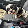 Mia participe au concours pour gagner de l'argent avec cette photo : dog, black_and_white, car_interior, seat, tongue_out, pet, cute, small_dog, looking_up, handbrake, cup_holder, fur, animal, vehicle, companion, travel, indoor, close_up, seatbelt, car_door