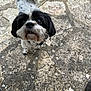Mia a rejoint le concours — aidez-le/la à gagner de superbes lots ! dog, black_and_white, small_dog, pet, outdoor, stone_pavement, curious, fluffy_tail, canine, animal, mammal, looking_up, close_up, fur, ears, nostrils, whiskers, collar, texture, daylight