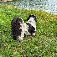 Mia participe au concours pour gagner de l'argent avec cette photo : dog, grass, lake, water, nature, outdoor, footwear, shoe, greenery, animal, canine, fur, black_and_white, pet, scenic, riverbank, wildlife, summer, calm, landscape