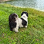 dog, grass, lake, water, nature, outdoor, footwear, shoe, greenery, animal, canine, fur, black_and_white, pet, scenic, riverbank, wildlife, summer, calm, landscape