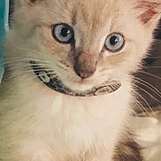 Ratcat joined the competition — help win amazing prizes! bedding, blue_eyes, cat, close_up, collar, curious, cute, domestic_cat, ears, feline, fur, indoor, kitten, paws, pet, portrait, sitting, tail, whiskers, young