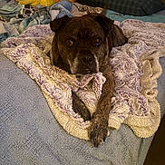 Shadow joined the competition — help win amazing prizes! dog, pet, blanket, bed, stuffed_animal, toy_duck, plush_toys, cozy, indoor, portrait, stare, brindle, paw, nose, eyes, whiskers, bedding, pillow, framed_photos, warm_lighting