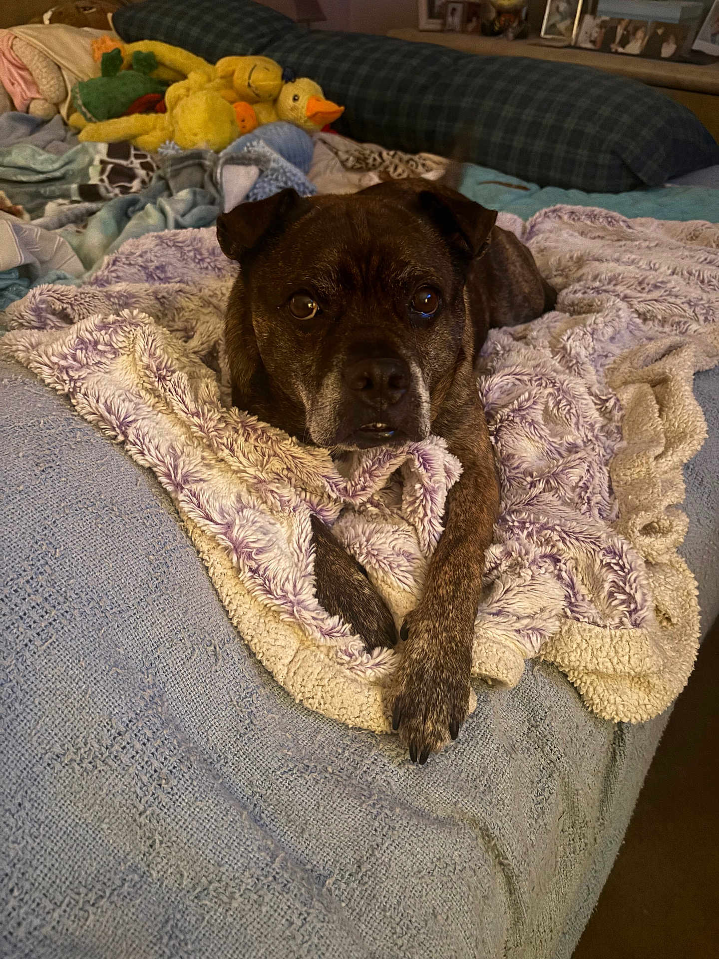 Shadow joined the competition — help win amazing prizes! dog, pet, blanket, bed, stuffed_animal, toy_duck, plush_toys, cozy, indoor, portrait, stare, brindle, paw, nose, eyes, whiskers, bedding, pillow, framed_photos, warm_lighting