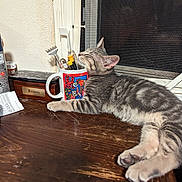 Clyde joined the competition — help win amazing prizes! cat, kitten, gray_tabby, sleeping, mug, tools, desk, wooden_surface, window, window_screen, relaxation, indoor, pet, feline, claw, paw, striped, resting, cute, cozy