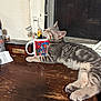 cat, kitten, gray_tabby, sleeping, mug, tools, desk, wooden_surface, window, window_screen, relaxation, indoor, pet, feline, claw, paw, striped, resting, cute, cozy