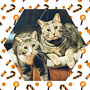 Bonnie And Clyde joined the competition — help win amazing prizes! cat, tabby_cat, two_cats, pets, feline, cozy, indoor, animal, cute, whiskers, perch, close_up, looking_at_camera, fur, ears, eyes, resting, holiday_theme, halloween, decorative_border