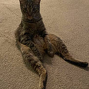Bilbo is registered to the contest to win money with this photo: animal, carpet, cat, companion, cute, domestic, ears, feline, fur, indoor, legs, looking, mammal, paws, pet, portrait, relaxed, sitting, tabby, whiskers