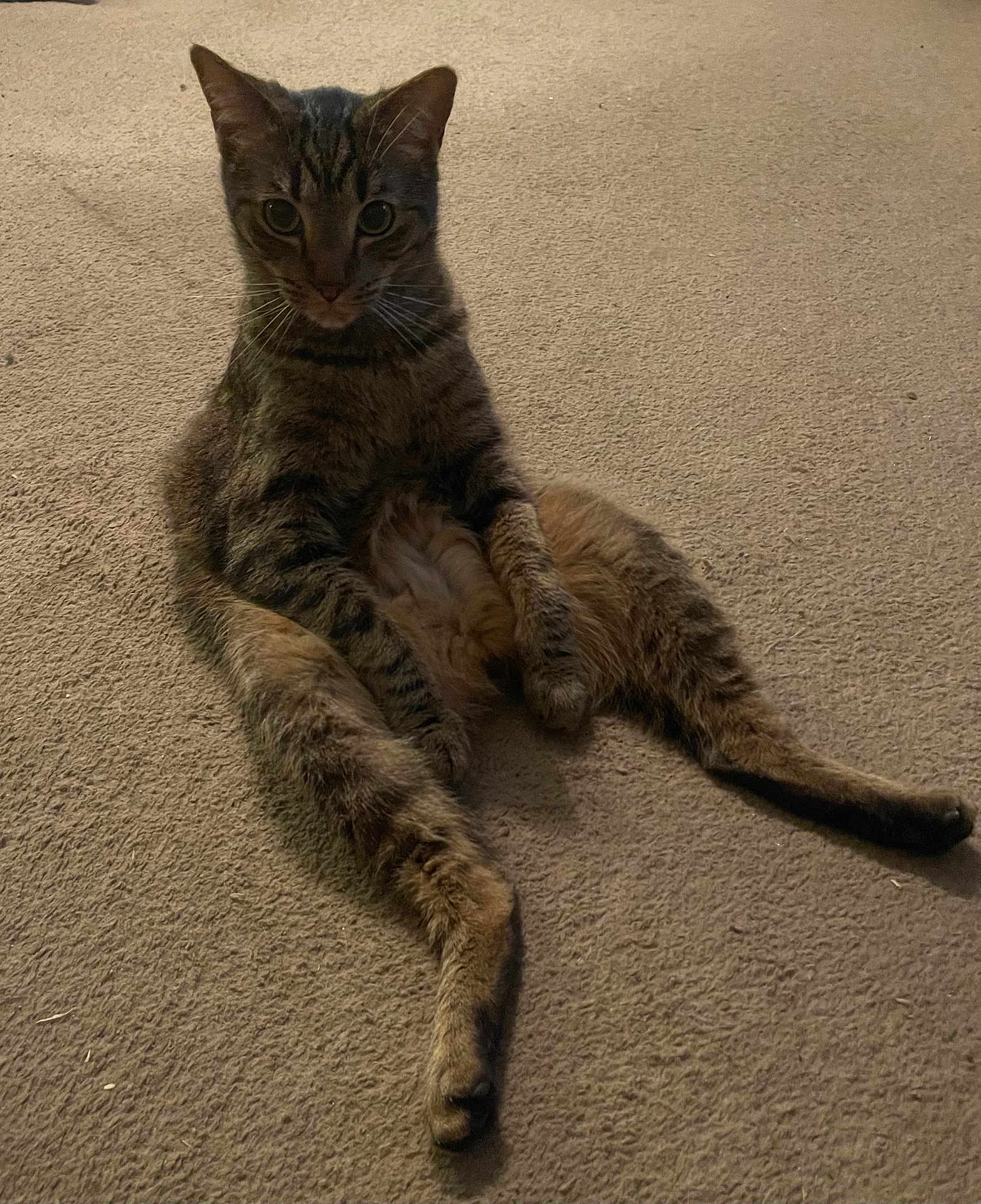 Bilbo