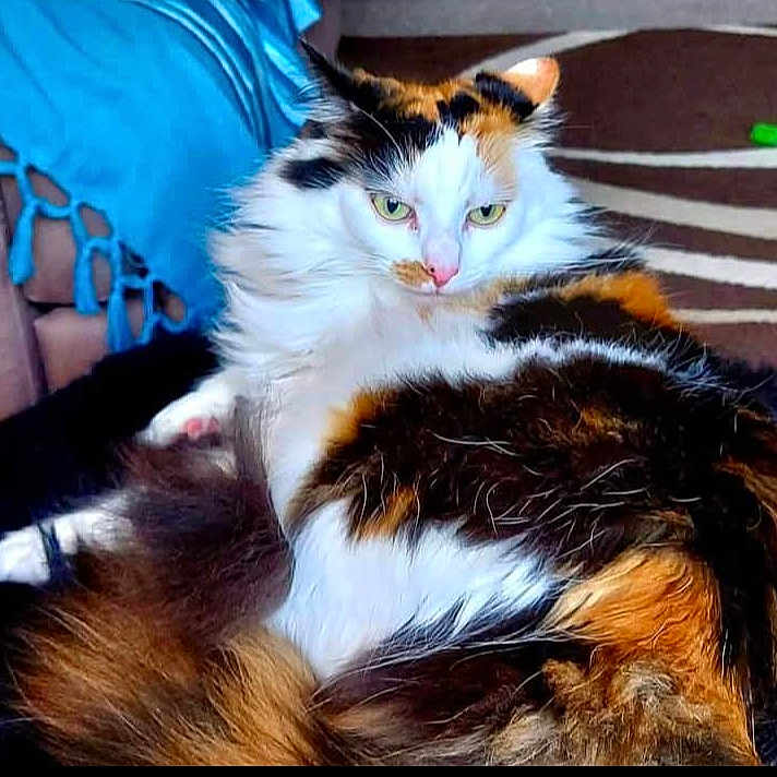 Minnie is registered to the contest to win money with this photo: abyssinian, angora, animal, bodypart, brasssection, cat, chair, couch, cushion, furniture, homedecor, horn, indoors, kitten, manx, mouth, musicalinstrument, person, pet, sleeping