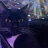 cat, black_cat, white_cat, pet, animal, whiskers, yellow_eyes, basket, woven_basket, indoor, close_up, fur, curious, relaxed, domestic_cat, feline, portrait, resting, soft_lighting, purple_tint