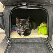 Penelope is registered to the contest to win money with this photo: cat, kitten, pet_carrier, black_and_white, toy, plush_toy, green_toy, indoor, animal, pet, curious, feline, whiskers, collar, mesh, zipper, resting, soft_bed, small_animal, cute