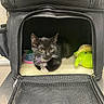 cat, kitten, pet_carrier, black_and_white, toy, plush_toy, green_toy, indoor, animal, pet, curious, feline, whiskers, collar, mesh, zipper, resting, soft_bed, small_animal, cute