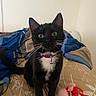 cat, tuxedo_cat, pet, indoor, bed, blanket, toy, heart_shaped_toy, purple_collar, bell, black_fur, white_fur, whiskers, curious, feline, animal, domestic, cute, playful, young_cat