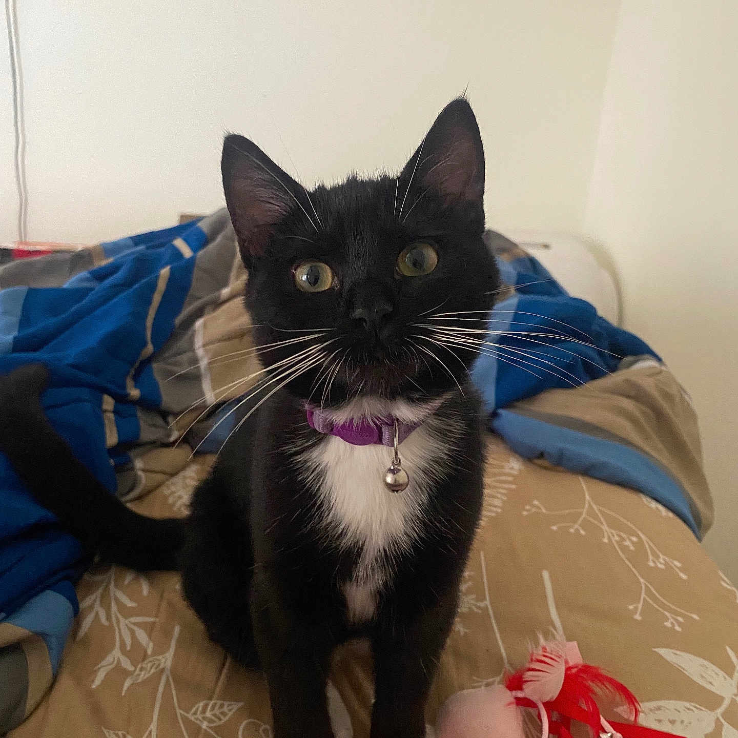 Penelope