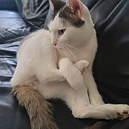 Iron participe au concours pour gagner de l'argent avec cette photo : cat, white_cat, gray_markings, fluffy_tail, sitting, black_couch, leather_couch, pet, animal, indoor, feline, relaxed, curious, whiskers, paws, fur, side_view, domestic_cat, house_pet, resting